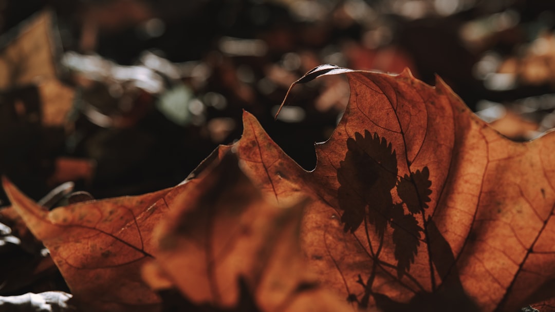 Photo "calid in septembrie"