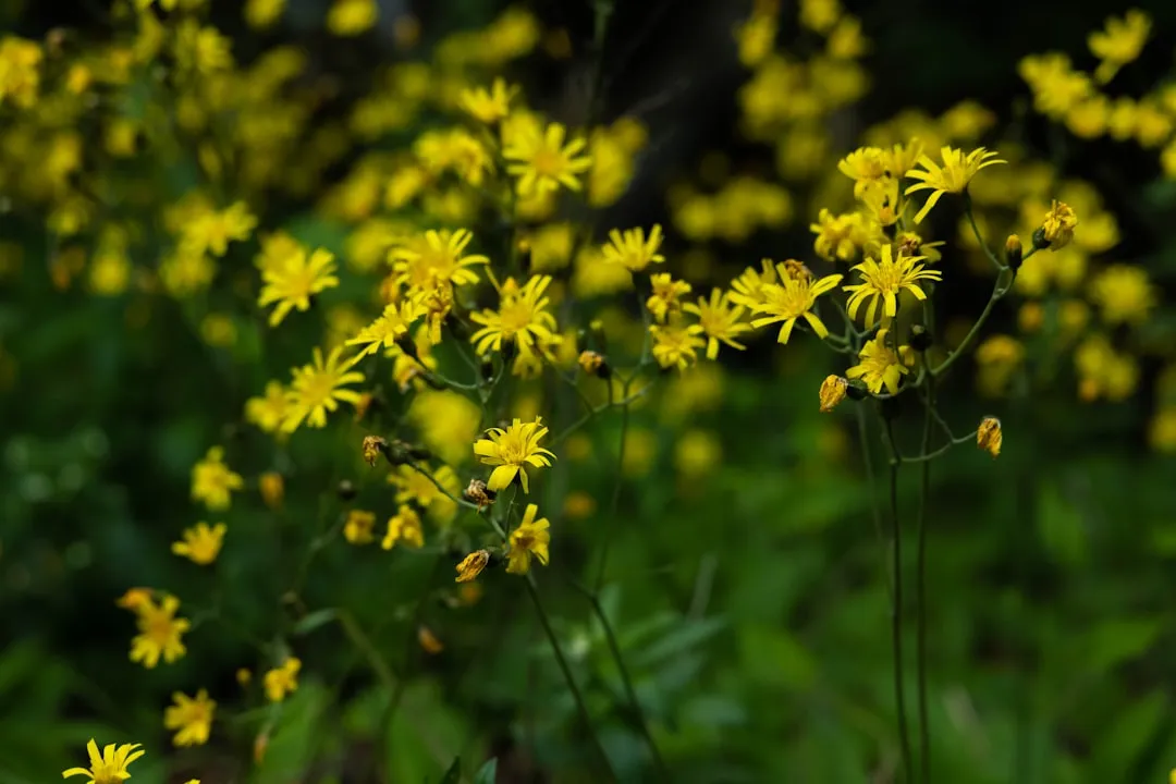 Photo hiking trails