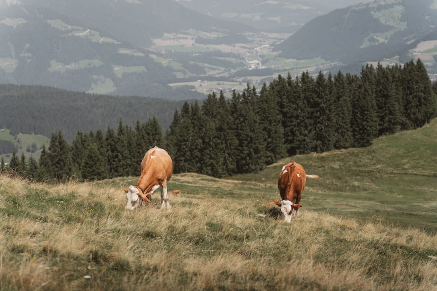 agrotourism