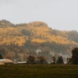 Tarabă la un târg local cu borcane de dulceață, miere și brânzeturi de casă, aranjate frumos