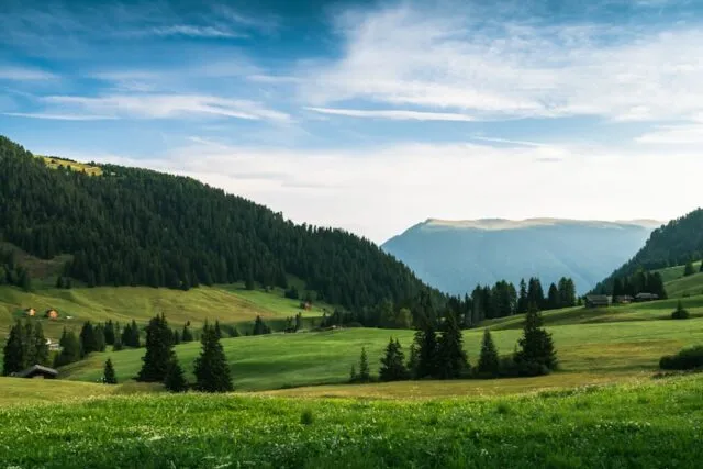 Photo chestnut forests Baia Mare conservation